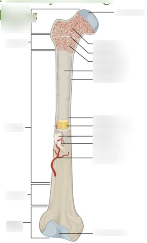 Long bone Diagram | Quizlet