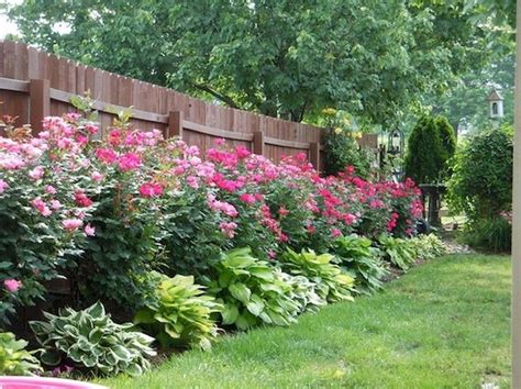 Simple Low Maintenance Privacy Shrubs With Low Cost | Home decorating Ideas