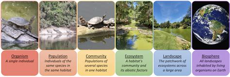 Community Examples Ecology