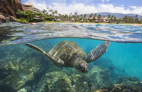 Sheraton Maui Resort & Spa - Resort on Kaanapali Beach