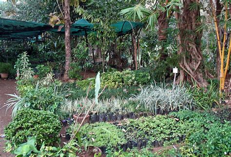 Stock Pictures: Plant Nursery