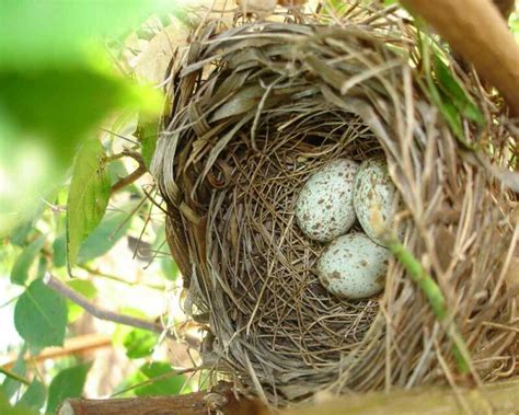 Cardinal Nest: Where to Find Them, What They Look Like, & More!