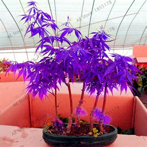 Japanese Purple Ghost Maple Tree Bonsai Flores Acer Palmatum Garden ...