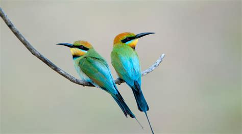 Rainbow Bee-eater - BirdLife Australia