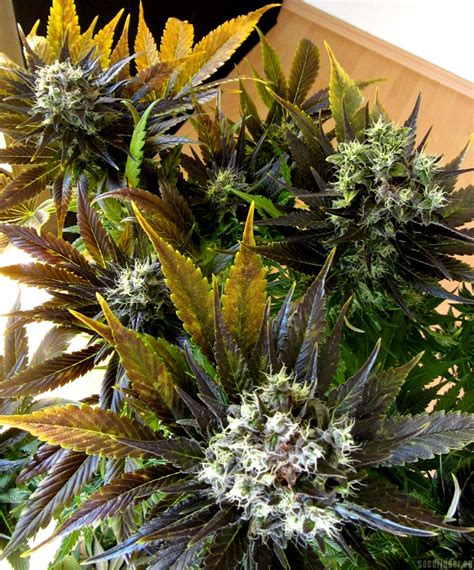 Strain-Gallery: White Berry (Paradise Seeds) PIC #25011668369337864 by ...