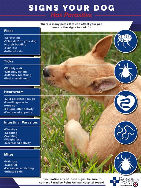 Veterinary Clinic Phoenix: Parasites and Your Dog