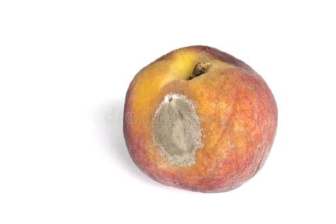 Rotten Peach stock image. Image of unhealthy, rotten, fuzzy - 4595203