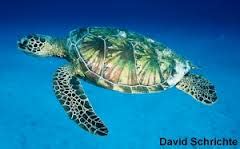 Sea Turtle Migration