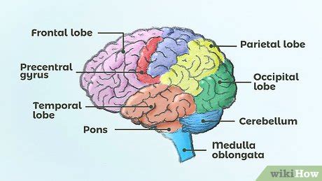 How to Draw a Brain: 14 Steps (with Pictures) - wikiHow