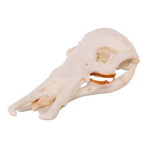 Replica Platypus Skull - Male — Skulls Unlimited International, Inc.