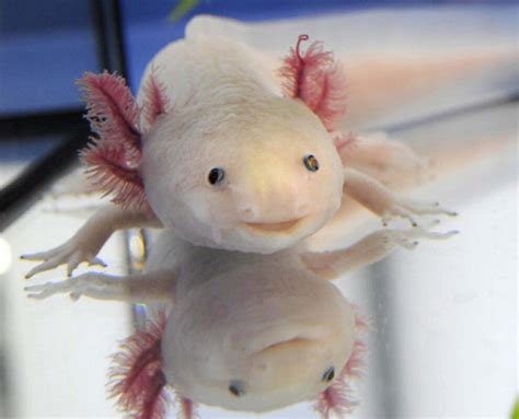 Axolotl - Connecticut's Beardsley Zoo