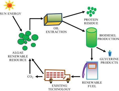 Cyclic representation of biofuel production from algae. | Download ...