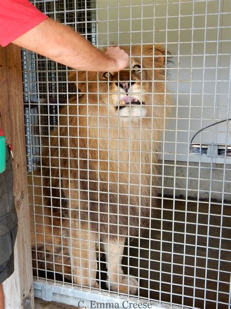 Feeding a Lion at Wellington Zoo - an experience I'll never forget ...