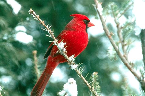 Free Christmas Bird Wallpaper - WallpaperSafari