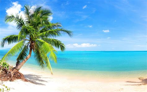 Palm Tree Beach Wallpapers - Top Free Palm Tree Beach Backgrounds ...