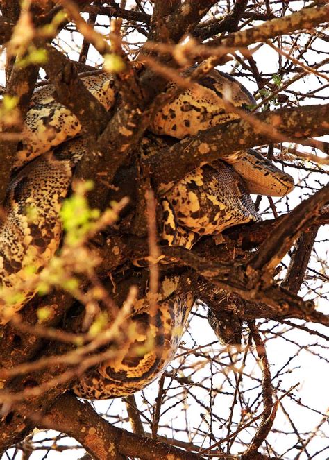 31 African Rock Python Facts (Both Species) Africa's Largest Snake ...