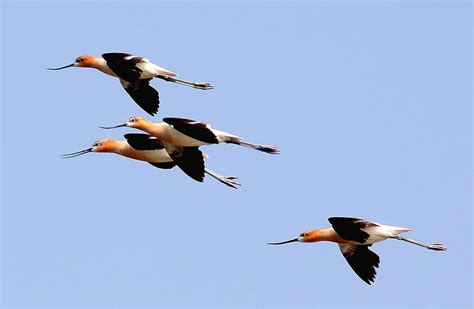 Avocet Flight | Avocet, Animals, Bird