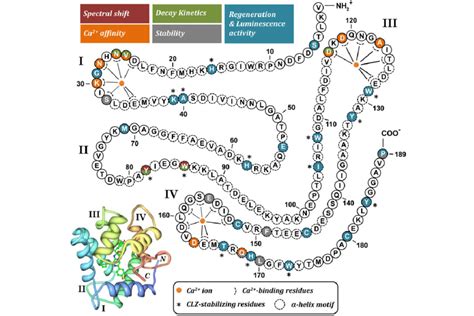 2D aequorin structure representing the major functions of several amino ...