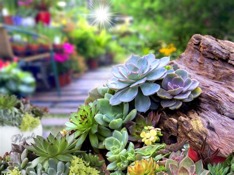 Succulent Garden Design: Planning, Growing And Care Of Succulent Garden ...