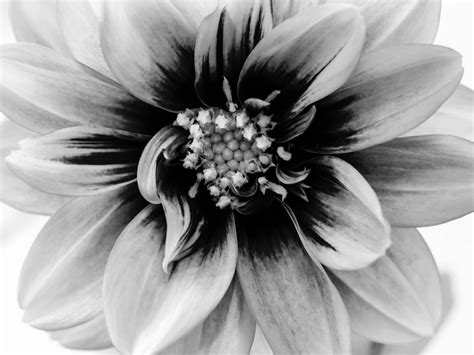 Black And White Flower Photography: Exploring the Beauty of Monochrome