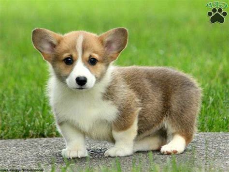 Corgi For Adoption Near Me | PETSIDI