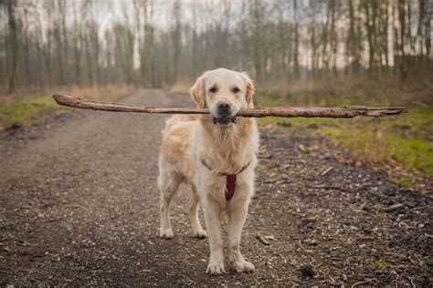 Smartest Dog Breeds — 18 Most Intelligent Dogs, Ranked