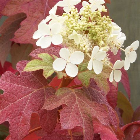 'Little Honey' Oakleaf Hydrangea