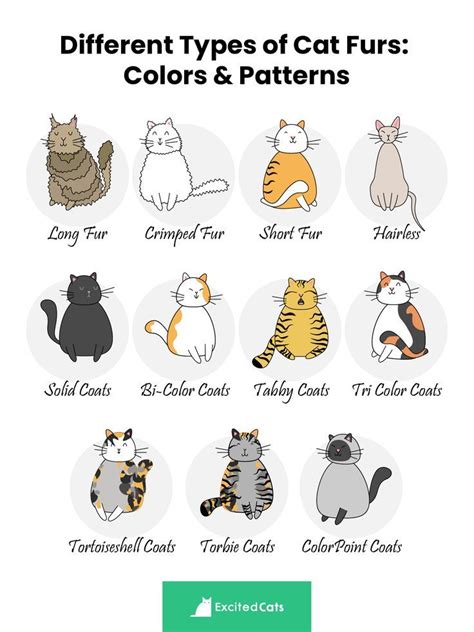 Types of Cat Furs: Colors, Patterns & Markings with Pictures