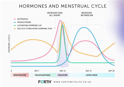 What Are The Normal Progesterone Levels In Women?