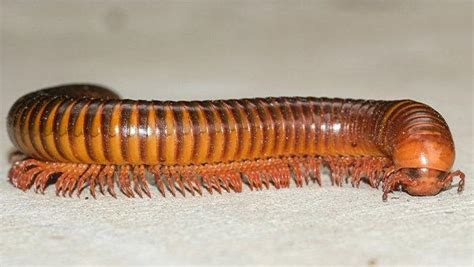 Tag - millipede infestation