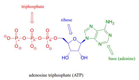 Atp Molecule Labeled High Energy Bonds