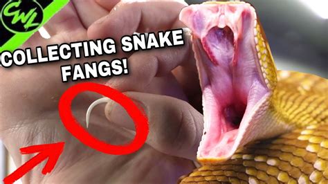 FINDING VENOMOUS SNAKE FANGS!!! - YouTube