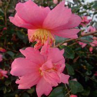 "Winter's Darling" Camellia-DRY, part-shade, flowers in NOV thru DEC ...