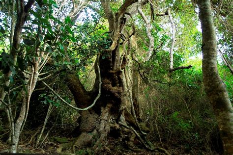 Garden Route National Park | South Africa | Wild Safari Guide