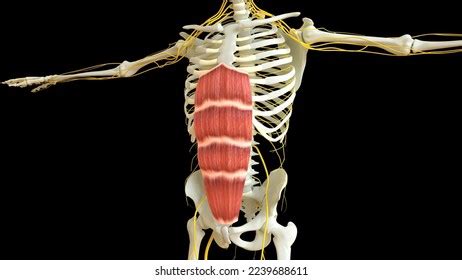 Rectus Abdominis Muscle Anatomy Medical Concept Stock Illustration ...