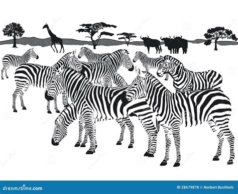 Herd Of Zebras Royalty Free Stock Photos - Image: 28679878