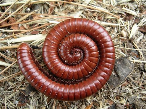 Millipede - True Wildlife Creatures