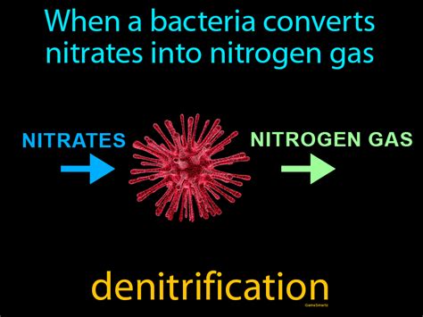 Denitrification Definition & Image | Flippy Flashcards