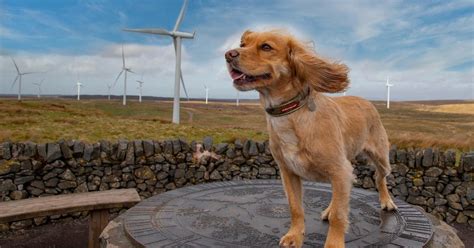 Whitelee wind farm - East Renfrewshire Council