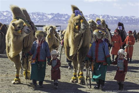 Mongolian bactrian camels | Mongolia Tours