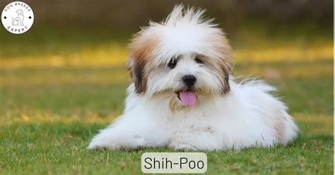 Shih-Poo Breed Guide: Facts, Traits and Requirements