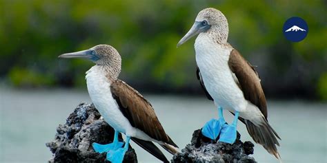 Top 10 Galapagos Animals - Rebecca Adventure Travel