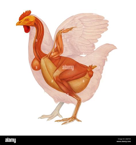 Hen anatomy hi-res stock photography and images - Alamy