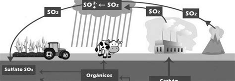 Ciclo del Azufre: En que consiste, Características y Etapas » Ciclos ...