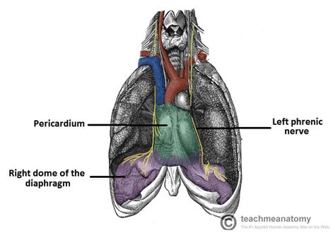 The Phrenic Nerve - Anatomical Course - Functions - TeachMeAnatomy