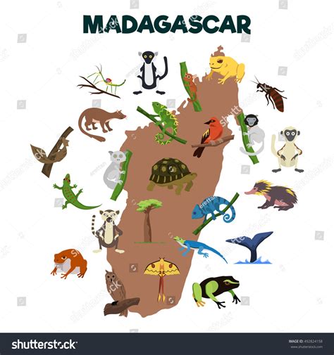 Madagascar Animal Various Animal Madagascar Island Stock Vector ...