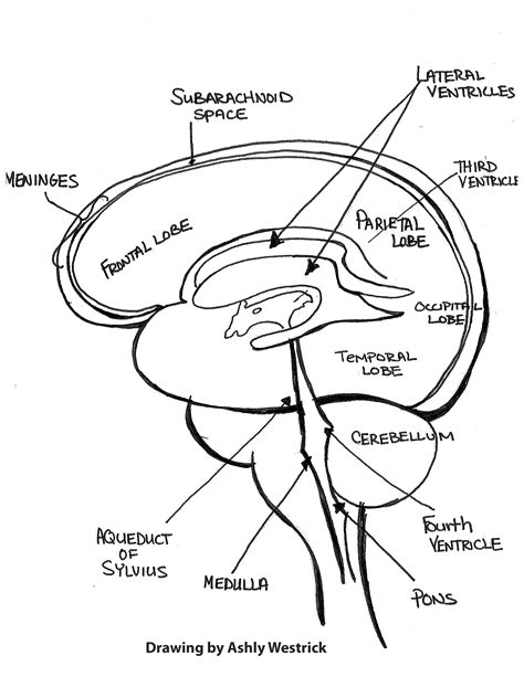 Human Brain Drawing At Getdrawings Free Download