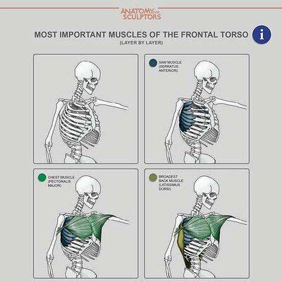ArtStation - Anatomy For Sculptors | Anatomy for artists, Anatomy ...