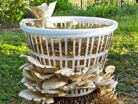 The 30 Best Ideas for Growing Oyster Mushrooms Indoors - Best Recipes ...