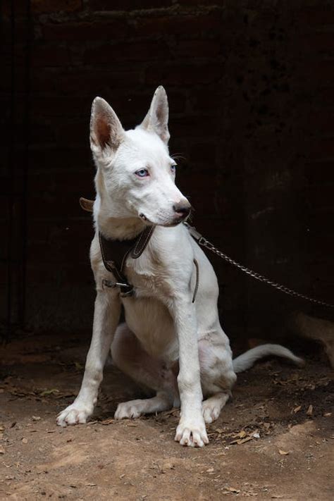 American White Shepherd Dog · Free Stock Photo